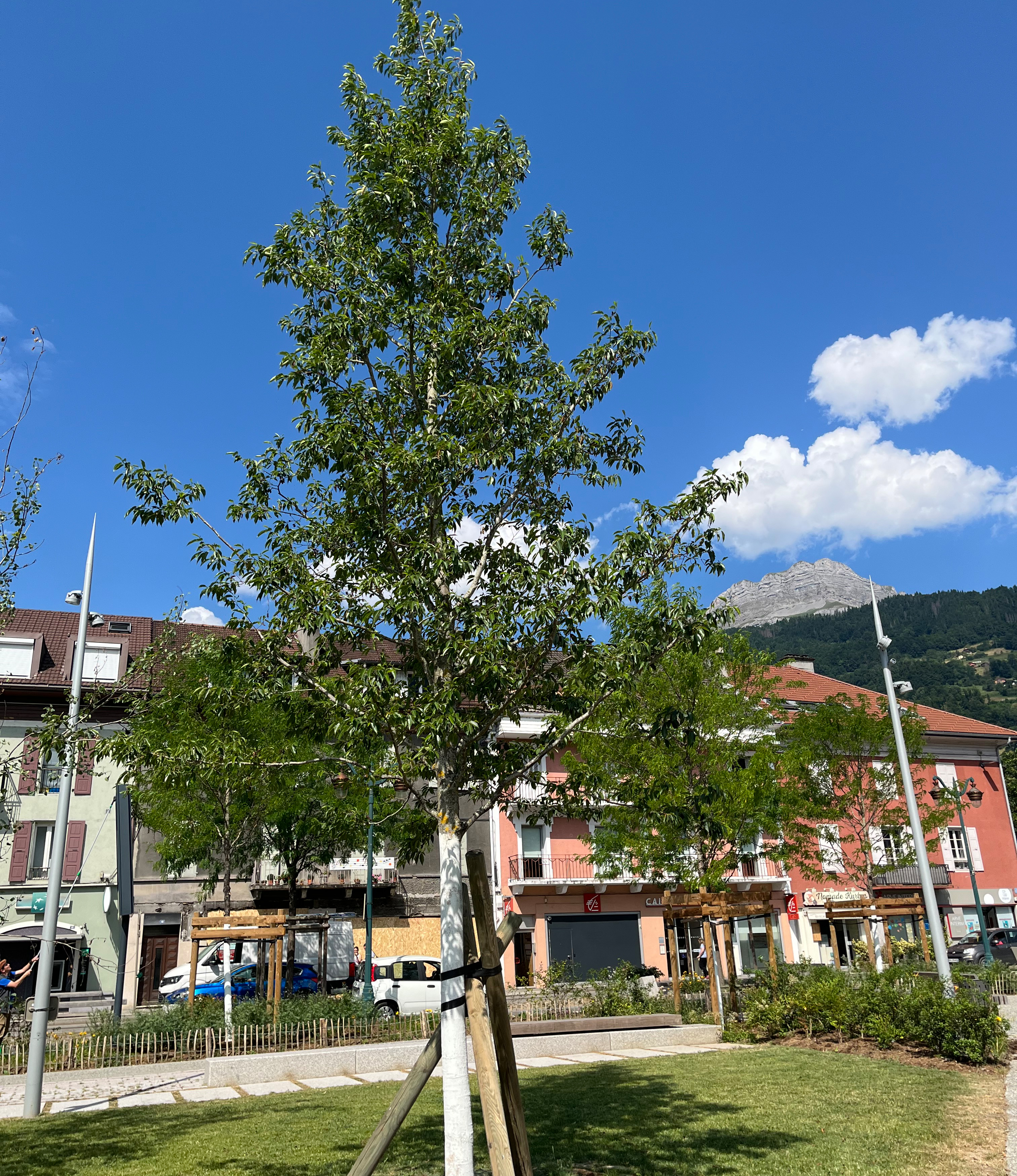 Eine Zerr-Eiche in der Stadt